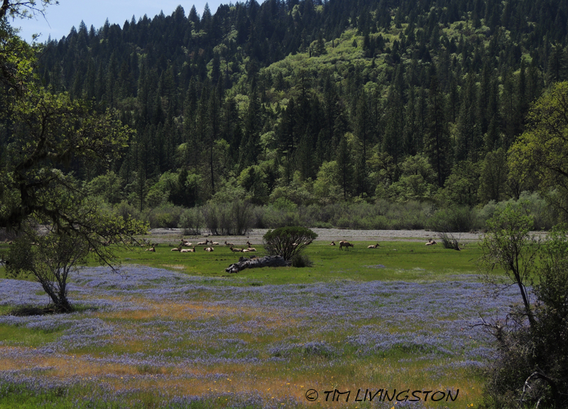 Mendocino National Forest