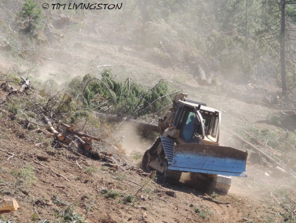 logging, skidding, skid cat