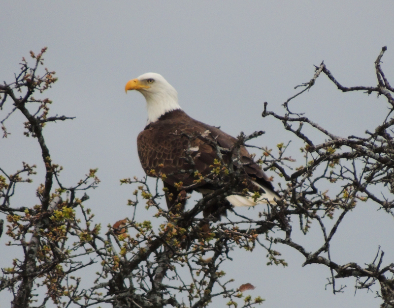 Bald Eagle, Independence Day, July 4th