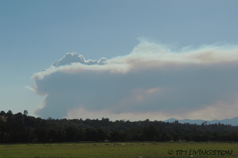 wildfire, forest fire