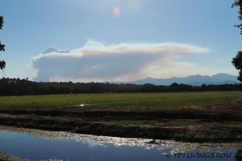 wildfire, forest fire