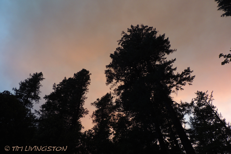 wildfire, forest fire