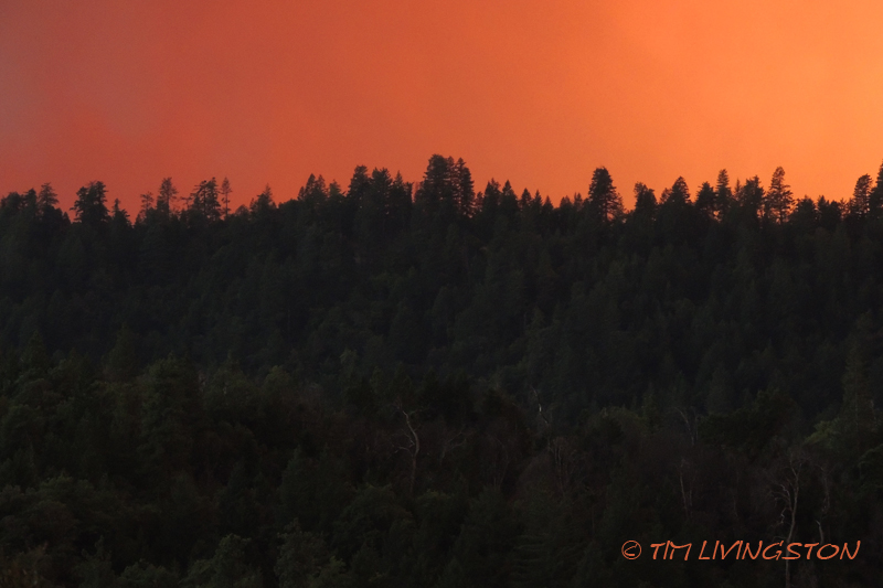 wildfire, forest fire