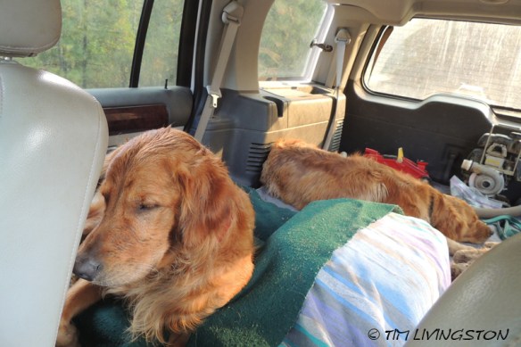 Sailor and Kinta find this whole adventure thing quite exhausting.