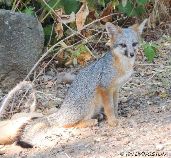 This brave little fox graciously pose for me.