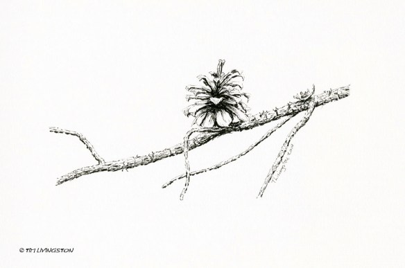 logepole pine, cone, pine cone, pen and ink, drawing, sketch, plein air 
