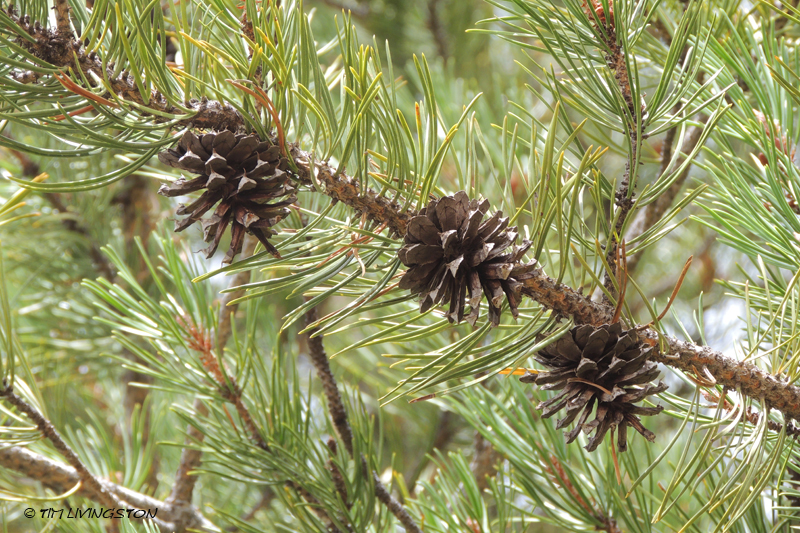 lodgepole pine, forestry, nature, photography