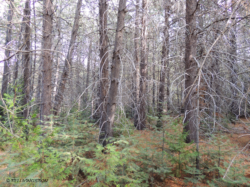 lodgepole pine, forestry, nature, photography