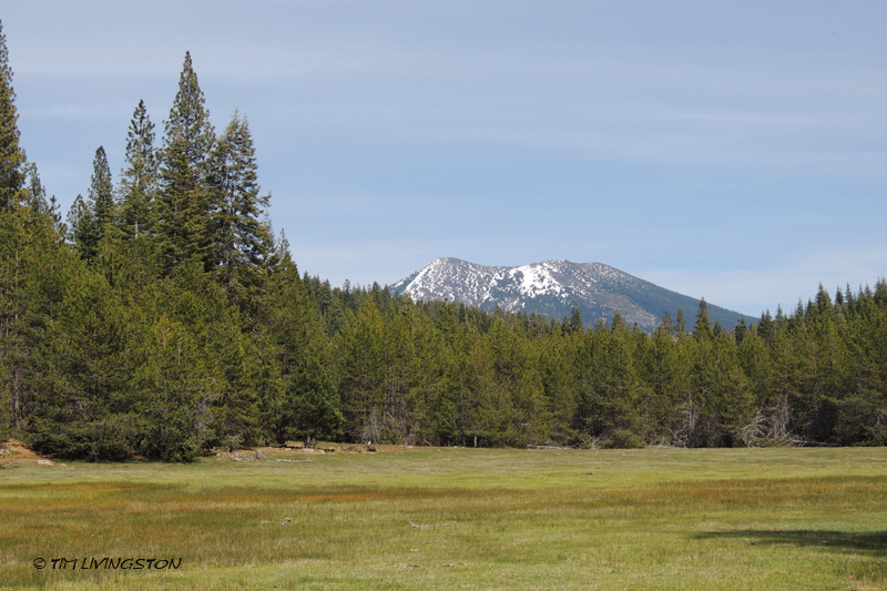 lodgepole pine, forestry, nature, photography, Magee Peak