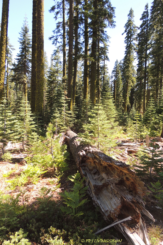 true fir, fir, red fir, white fir, forestry, Lassen National Forest, sugar pine, jeffery pine