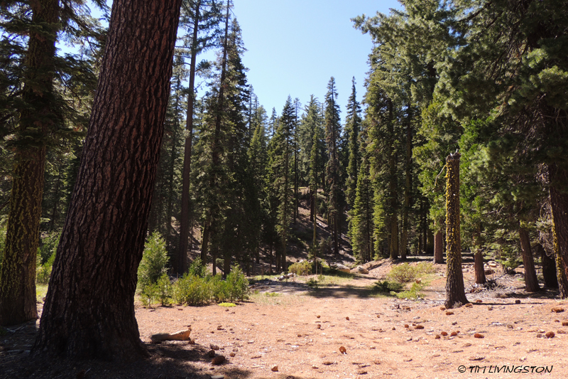 true fir, fir, red fir, white fir, forestry, Lassen National Forest, sugar pine, jeffery pine