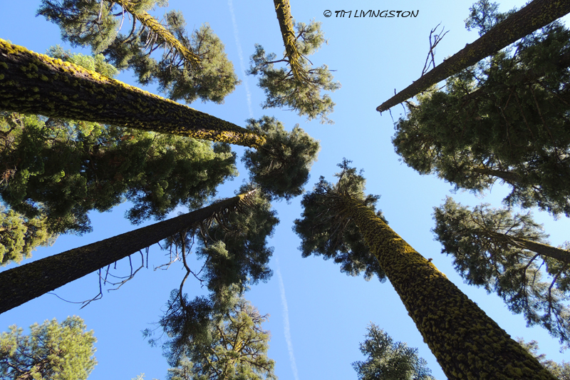true fir, fir, red fir, white fir, forestry, Lassen National Forest, sugar pine, jeffery pine