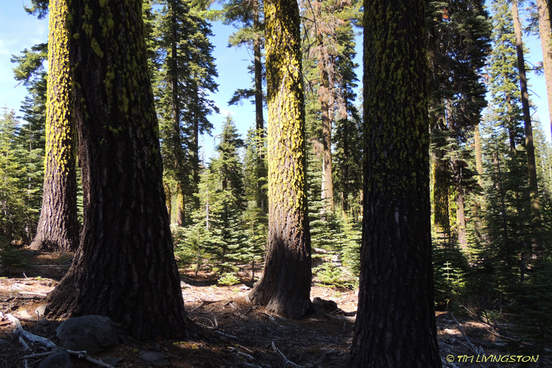 true fir, fir, red fir, white fir, forestry, Lassen National Forest, sugar pine, jeffery pine. The high elevation true fir forests are among my favorite places to work during the heat of summer.