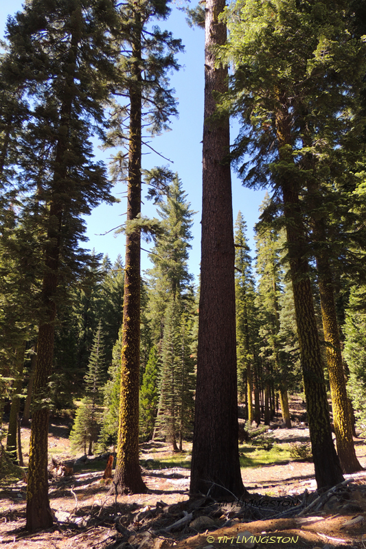 true fir, fir, red fir, white fir, forestry, Lassen National Forest, sugar pine, jeffery pine