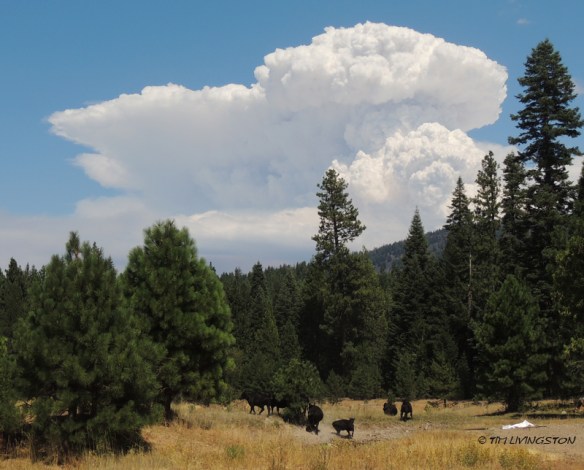 The cloud above the fire continued to grow all day.