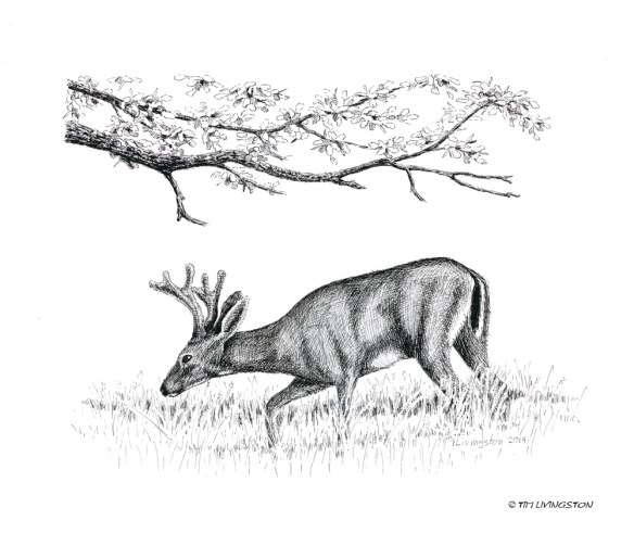 deer, black tail deer, buck, Columbia black tail deer