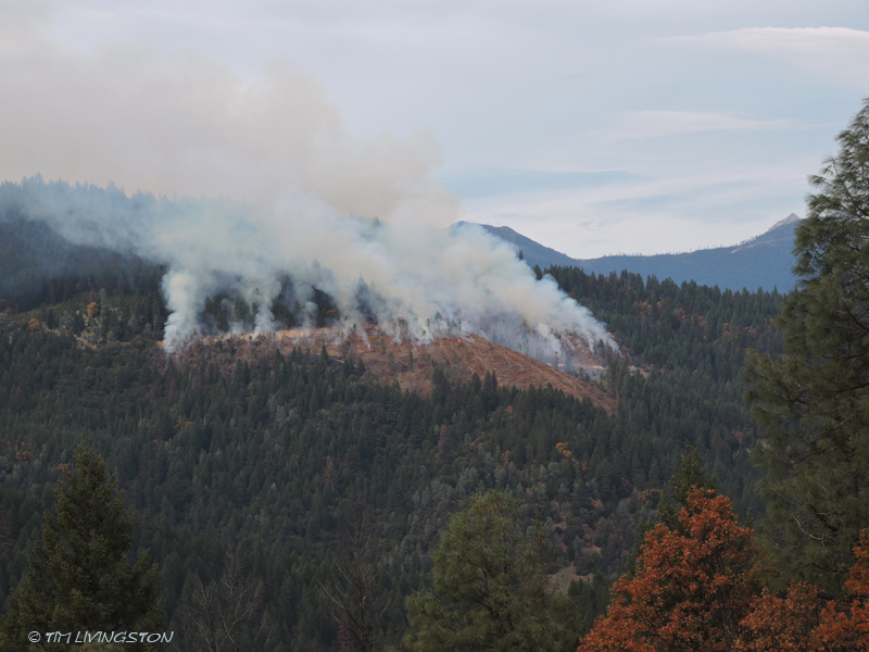 broadcast burn, forestry, burn piles