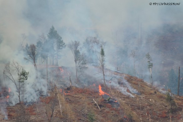slash, logging, forestry, burning, controlled burning, prescribed burning, fuel reduction