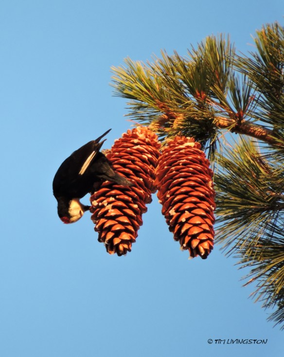 White-headed woodpecker, woodpecker, sugar pine, sugar pine cones, wildlife, nature, Sierra Nevada