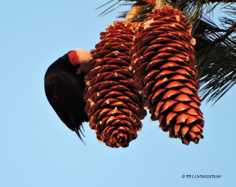 White-headed woodpecker, woodpecker, sugar pine, sugar pine cones, wildlife, nature, Sierra Nevada