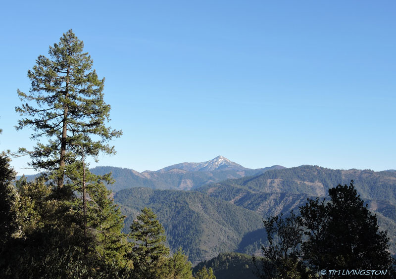 Bully Choop, Trinity, forest