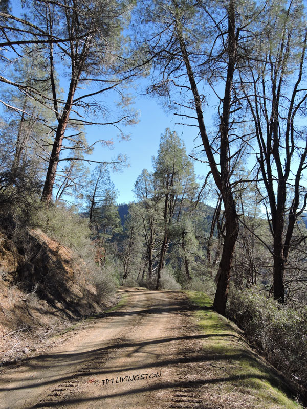 gray pine, forest road, mountains, photography