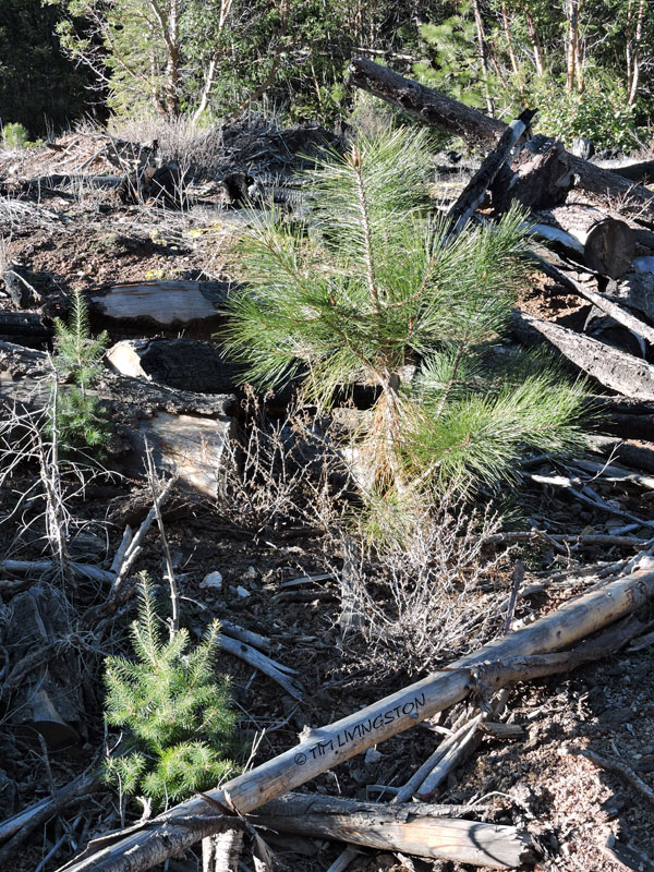 ponderosa pine, Douglas-fir, seedlings, forestry