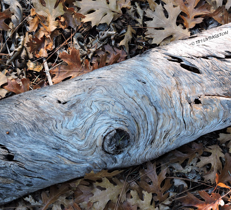 wood grain, forest, leaves, forest art
