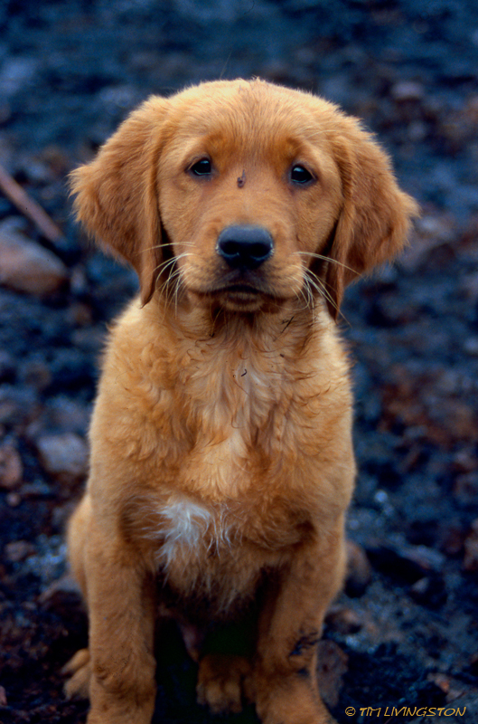 golden retriever puppy, golden puppy, puppy