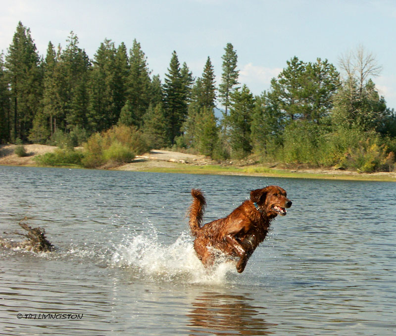 golden retriever, working dog, golden, retriever