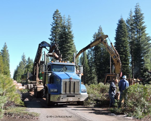 log truck, loader, logging, processor