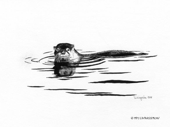 otter, pen and ink, drawing, ink, wildlife