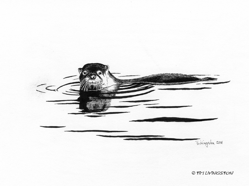 otter, pen and ink, drawing, ink, wildlife