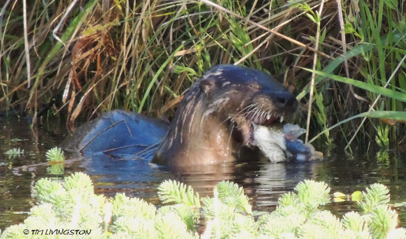 otter, bullfrog, wildlife, nature, photography