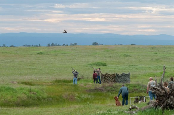 hunt test, AKC Hunt Test, marking, duck, golden retriever