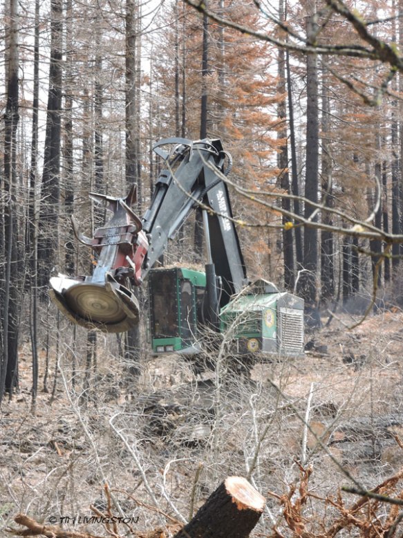 feller buncher, falling, felling, cutting, timber, loggers, logging