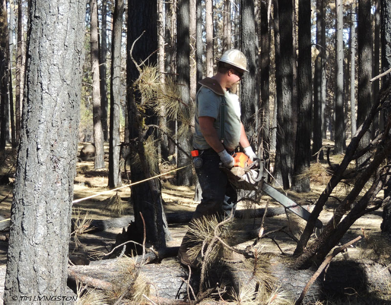 chainsaw, logger, logging, faller, falling, felling, bucking, limbing