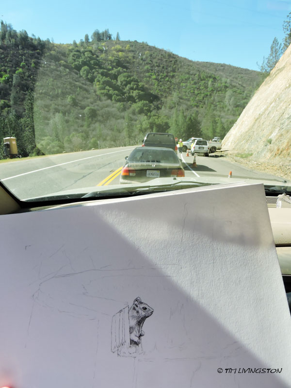 drawing, pen and ink