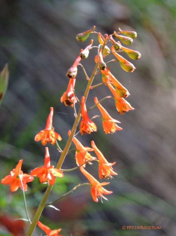 Delphinium nudicaule, canyon delphinium, canyon larkspur, wildflowers