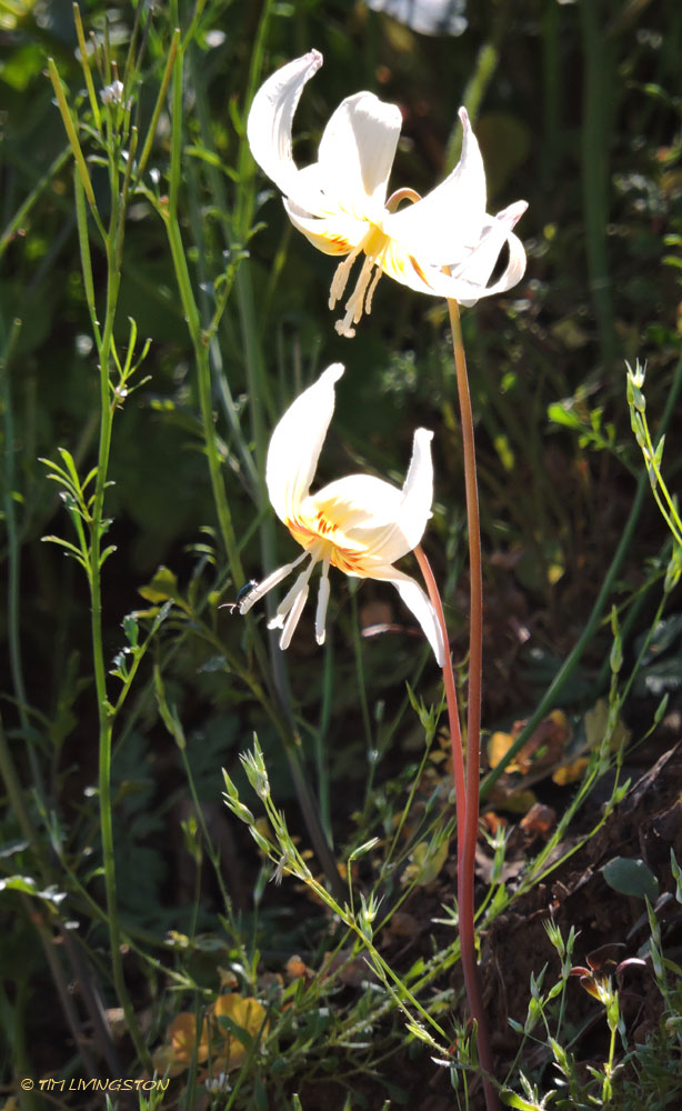 Erythronium californicum, California fawn lily, Northern California
