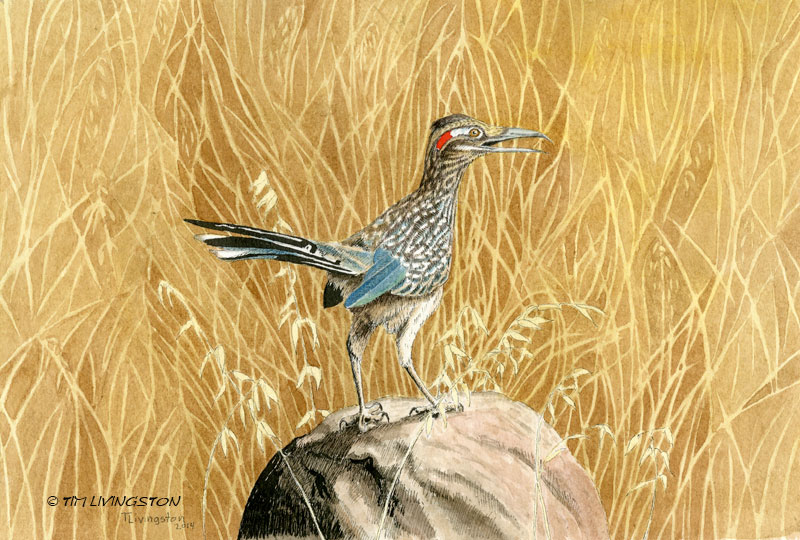 watercolor, pen and ink, pen & ink, illustration, roadrunner, mixed media