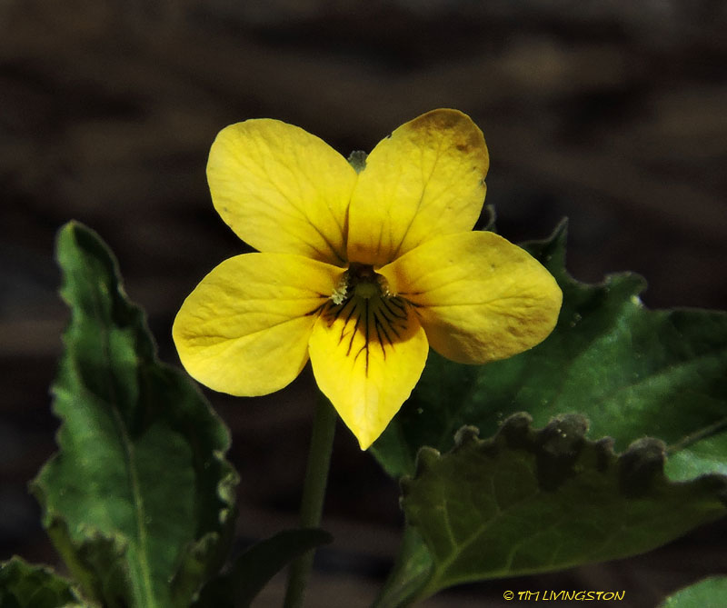 violet, yellow wood violet, viola glabella