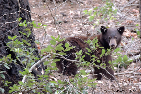 California Black Bear, Ursus americanus