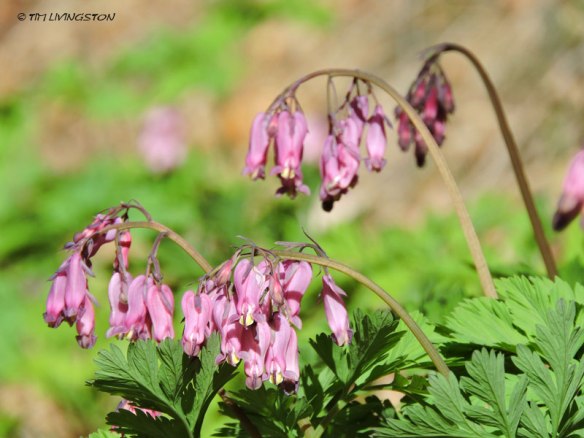 bleeding hearts, wildflowers