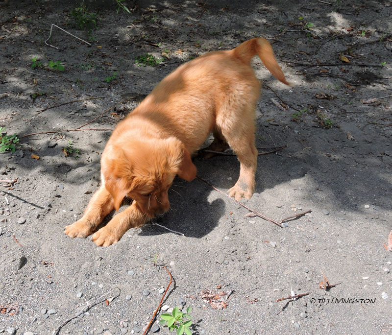 Golden retriever, puppy. retriever, forester