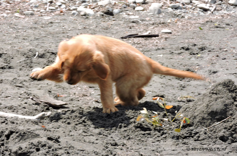 Golden retriever, puppy. retriever, forester
