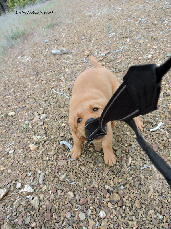 Golden retriever, puppy. retriever, forester