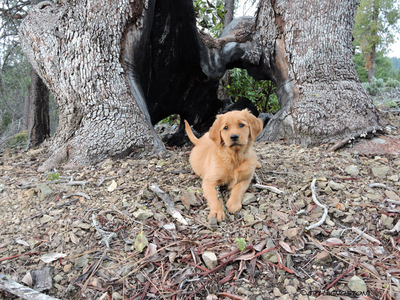 Golden retriever, puppy. retriever, forester, Pacific Madrone