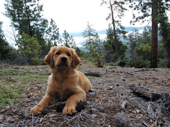 golden retriever, retriever,forester, puupy