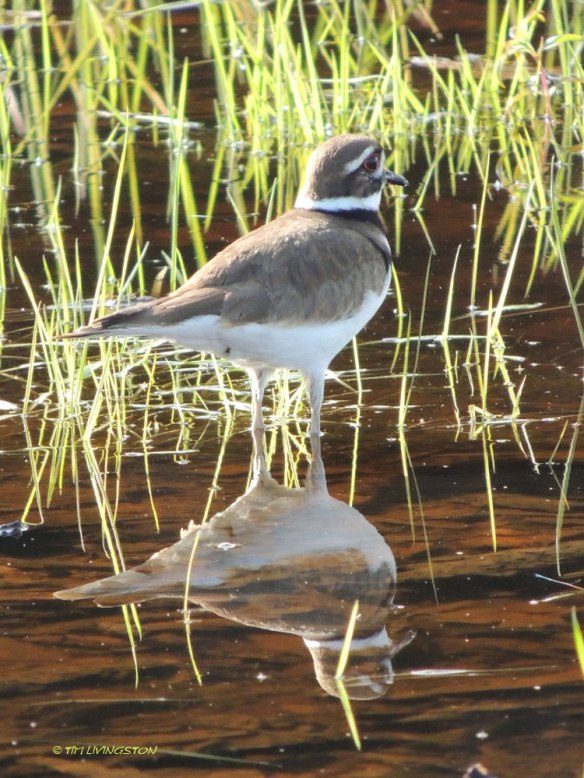 Killdeer2